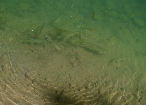 نیلاں بھوتو وادی اورامام صاحب کی مچھلیاں